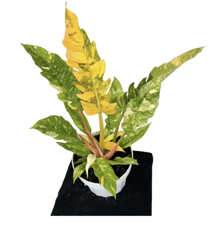 Image for Ring of Fire Philodendron